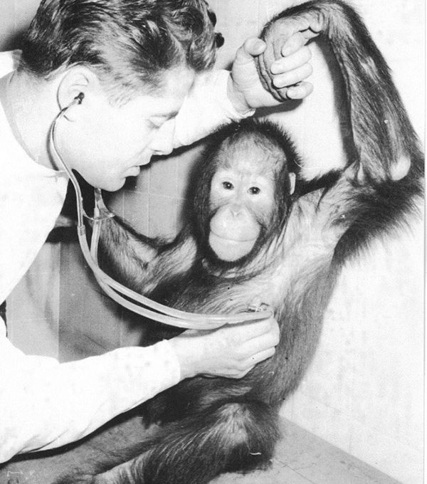 1961 Bürgener mit Affe